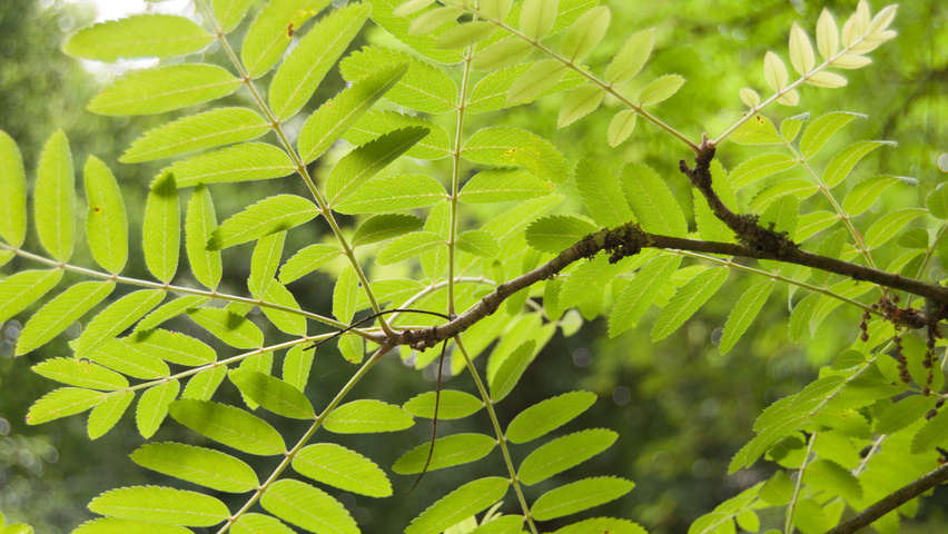 Sorbus aucuparia 'Xanthocarpa' leaves