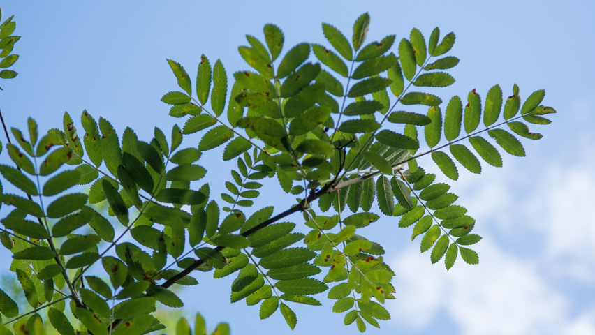 Sorbus aucuparia 'Xanthocarpa' leaves