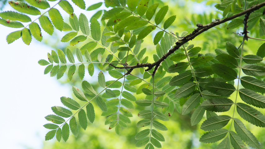 Sorbus aucuparia 'Xanthocarpa' leaves