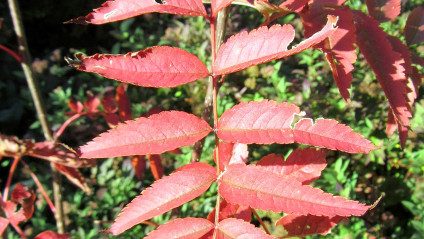 Sorbus commixta liście jesienią
