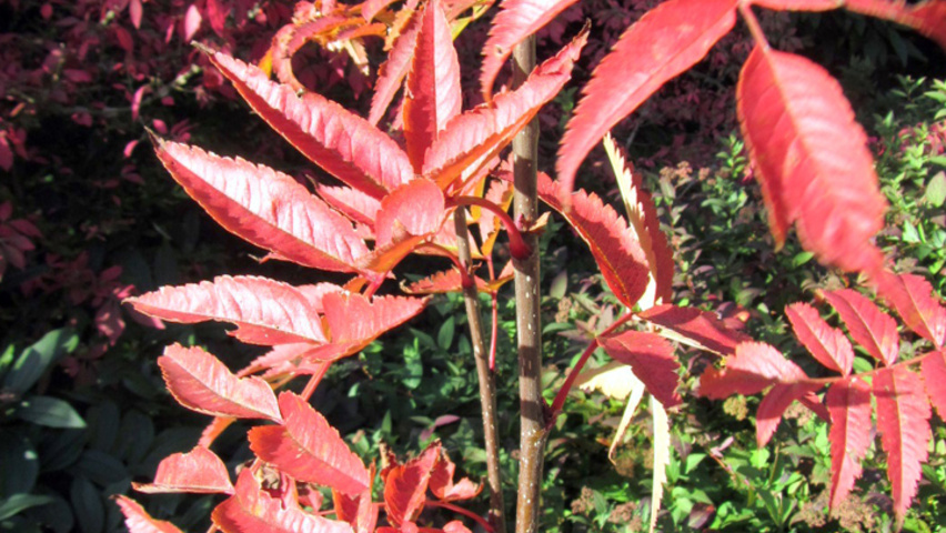 Sorbus commixta liście jesienią