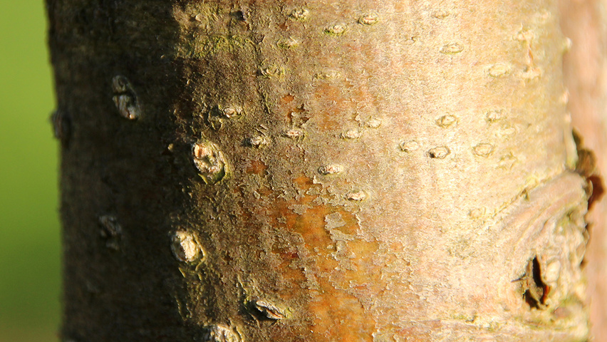 Sorbus commixta kora