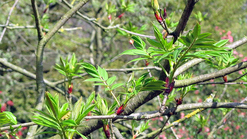 Sorbus commixta 'Belmonte' Blatt