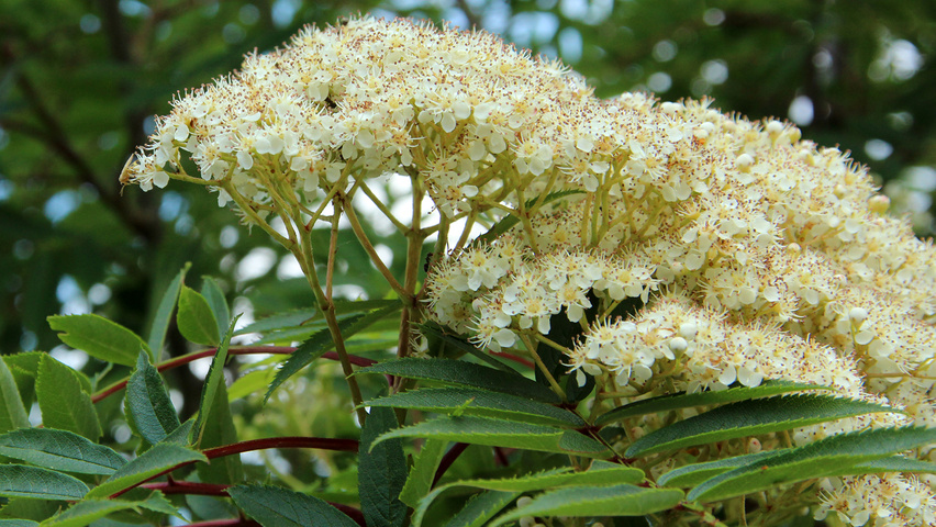 Sorbus commixta kwiaty