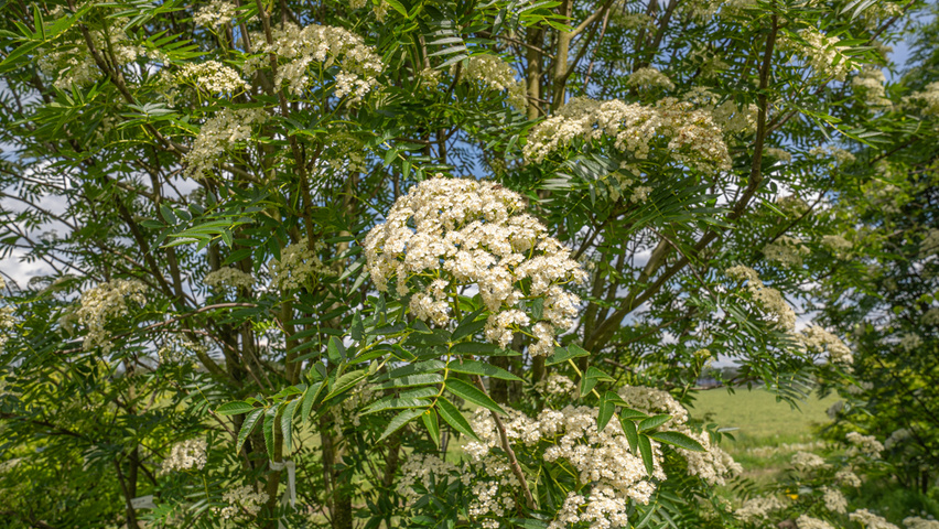Sorbus commixta kwiaty