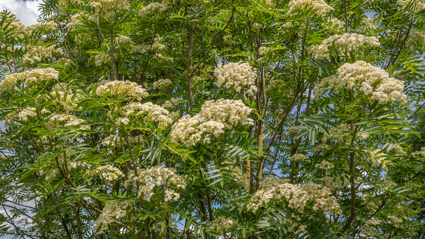 Sorbus commixta kwiaty