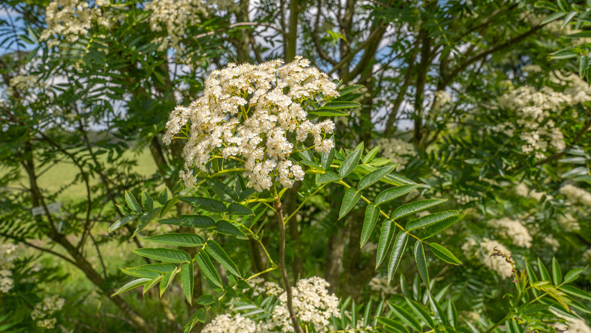 Sorbus commixta kwiaty