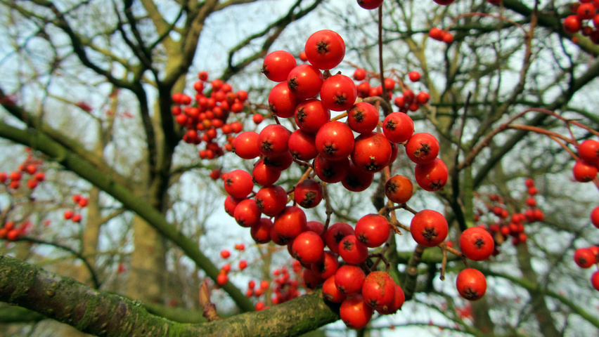 Sorbus commixta owoce