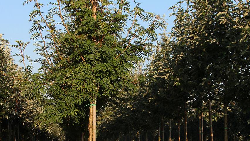 Sorbus commixta pienne
