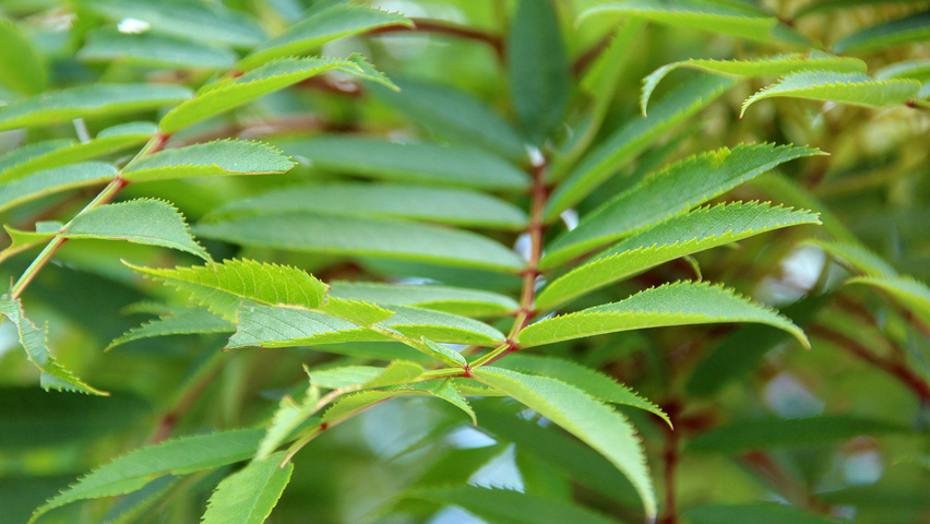 Sorbus commixta liście