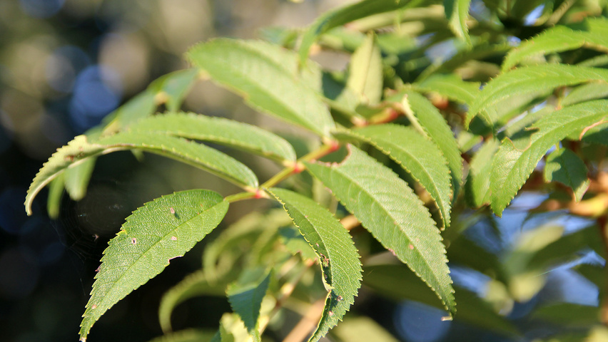 Sorbus commixta liście