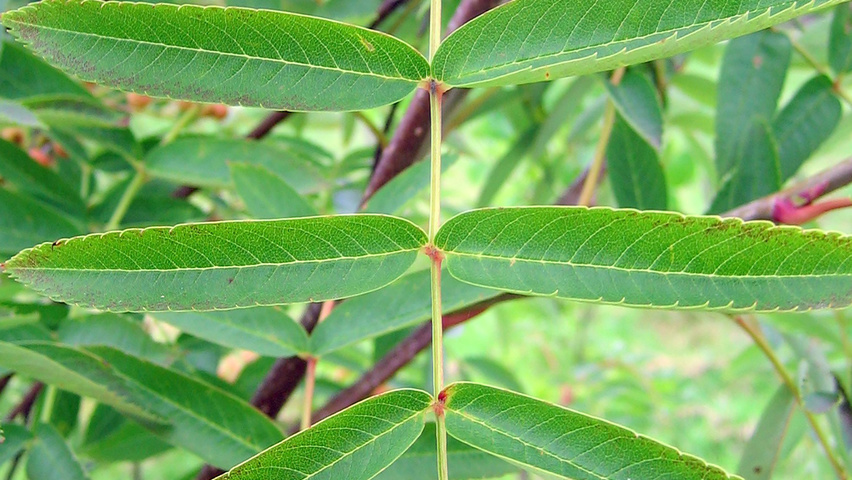 Sorbus commixta liście