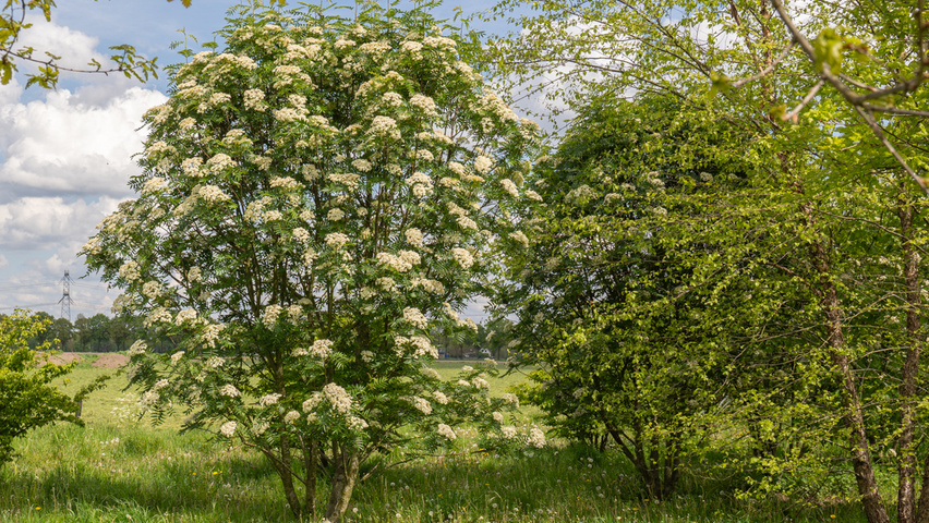Sorbus commixta wielopniowy