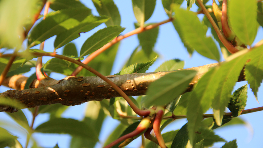 Sorbus commixta pędy