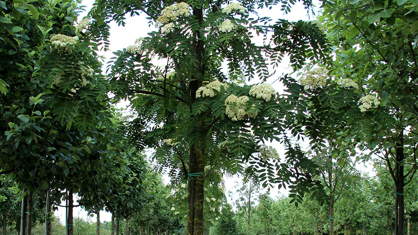 Sorbus decora Деревья с высоким стволом (стандарт)