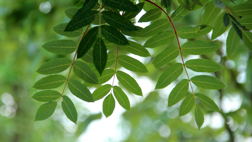 Sorbus decora листья