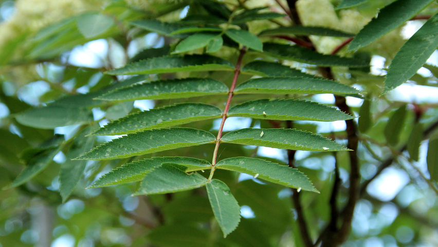Sorbus decora листья