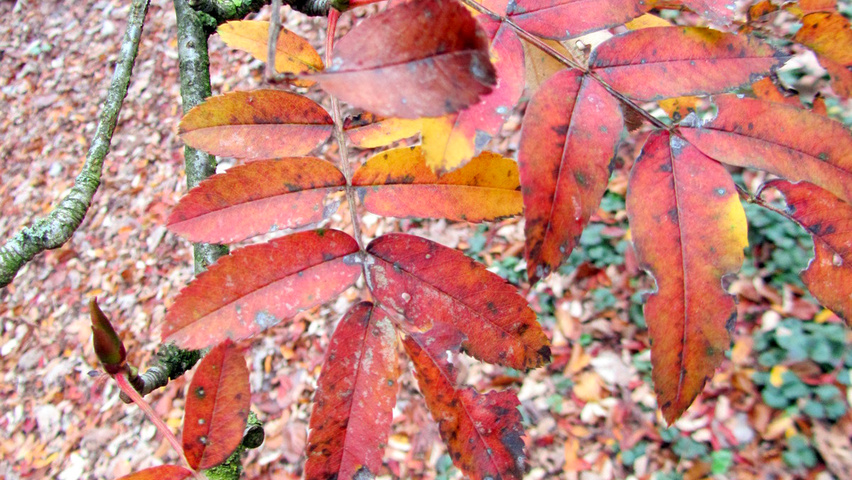 Sorbus discolor Herbstblatt
