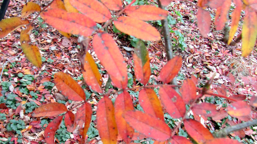 Sorbus discolor Herbstblatt