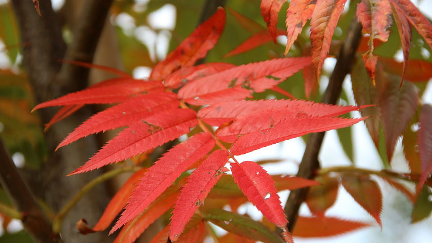 Sorbus 'Dodong' Herbstblatt