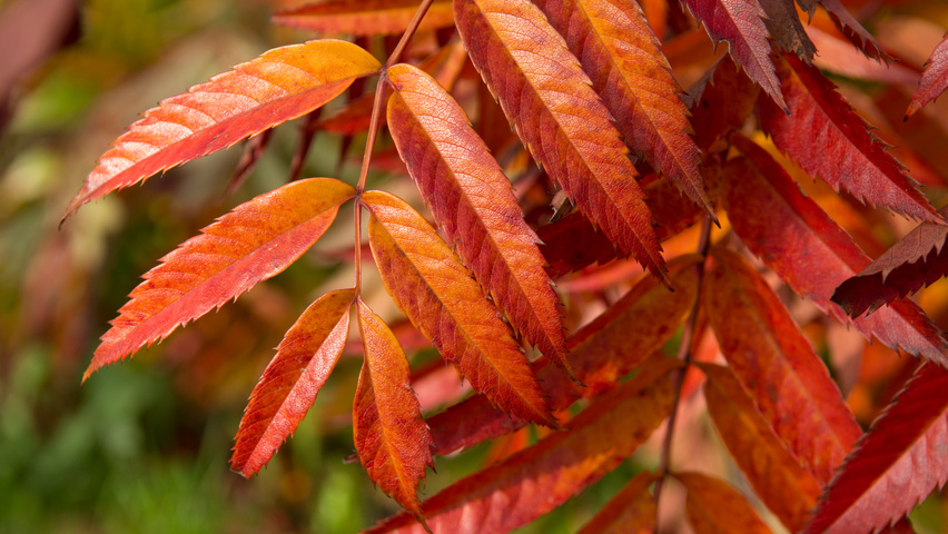Sorbus 'Dodong' Herbstblatt