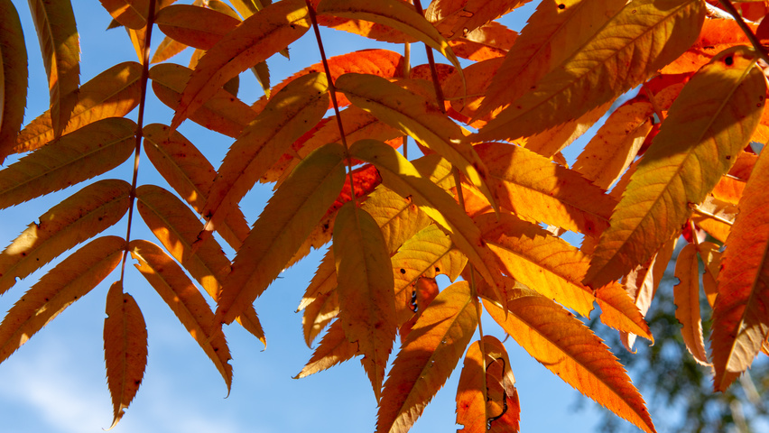 Sorbus 'Dodong' Herbstblatt
