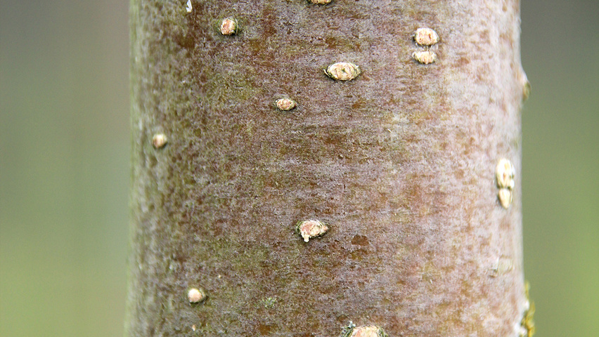 Sorbus 'Dodong' Rinden