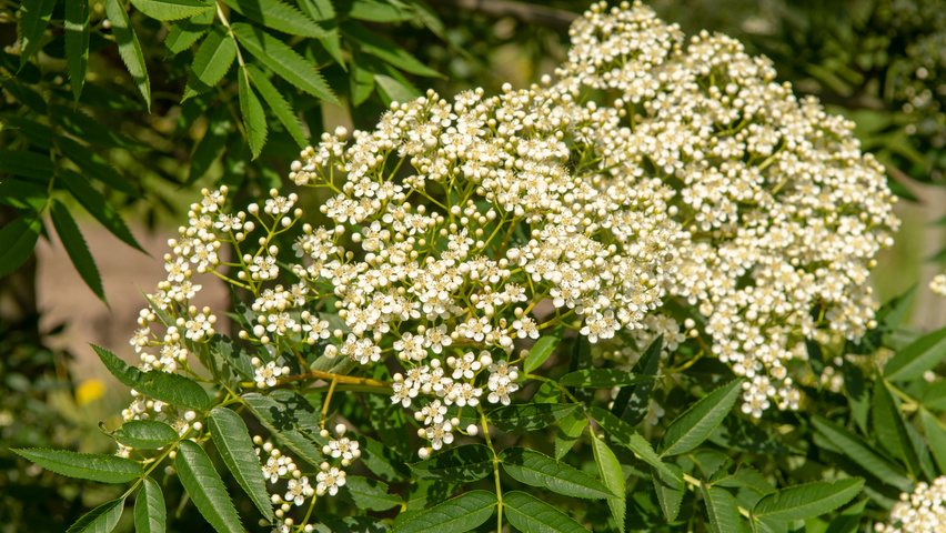 Sorbus 'Dodong' Blumen