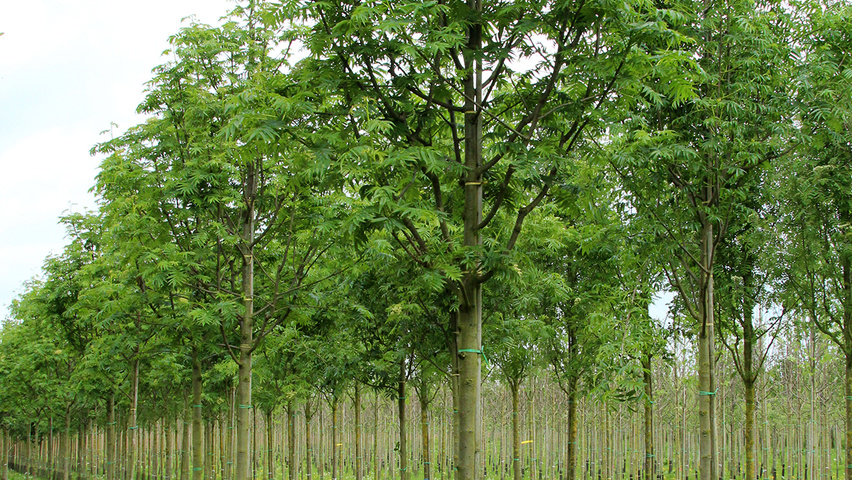 Sorbus 'Dodong' hochstämmig