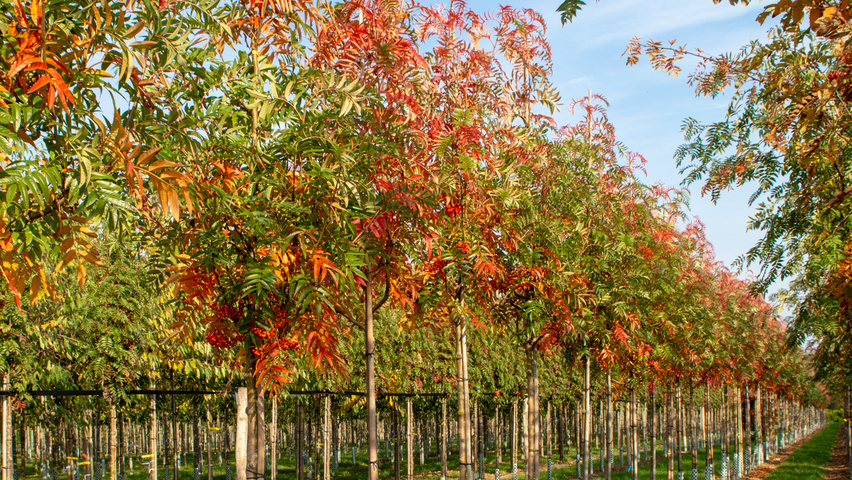 Sorbus 'Dodong' hochstämmig