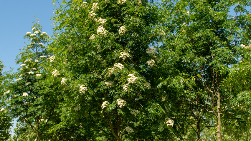Sorbus 'Dodong' hochstämmig