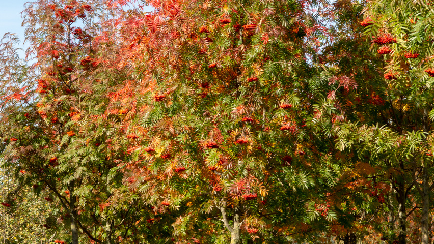 Sorbus 'Dodong' hochstämmig