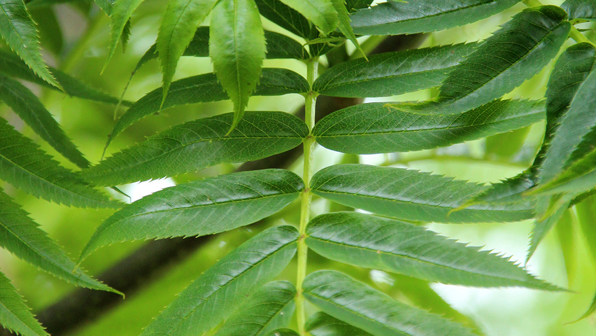 Sorbus 'Dodong' Blatt