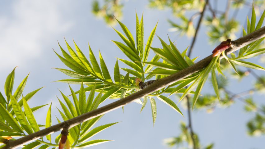 Sorbus 'Dodong' Blatt