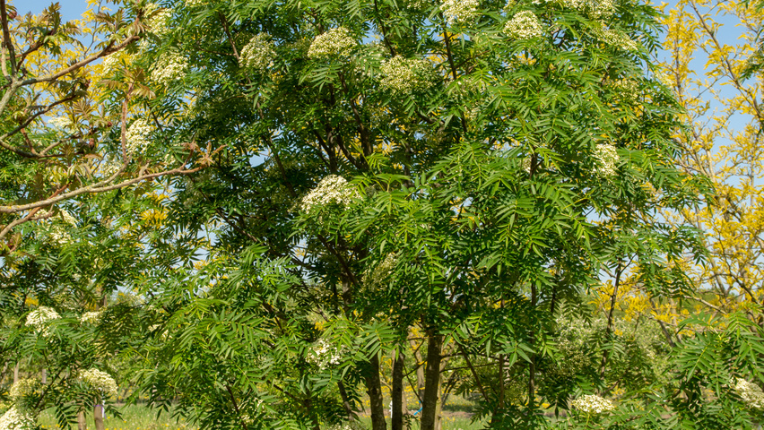 Sorbus 'Dodong' mehrstämmige