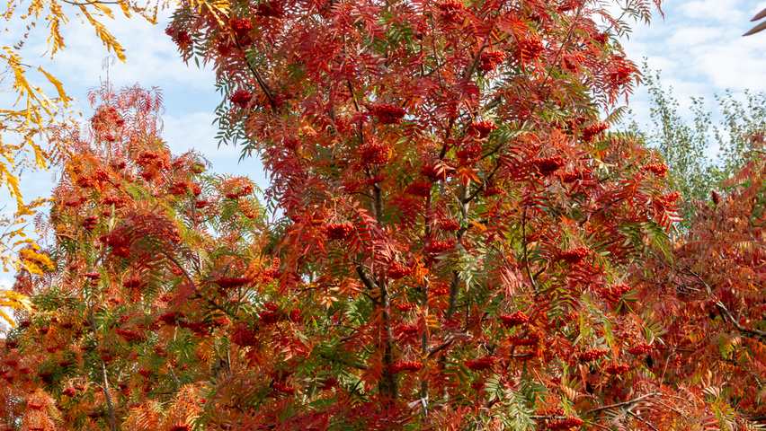 Sorbus 'Dodong' mehrstämmige