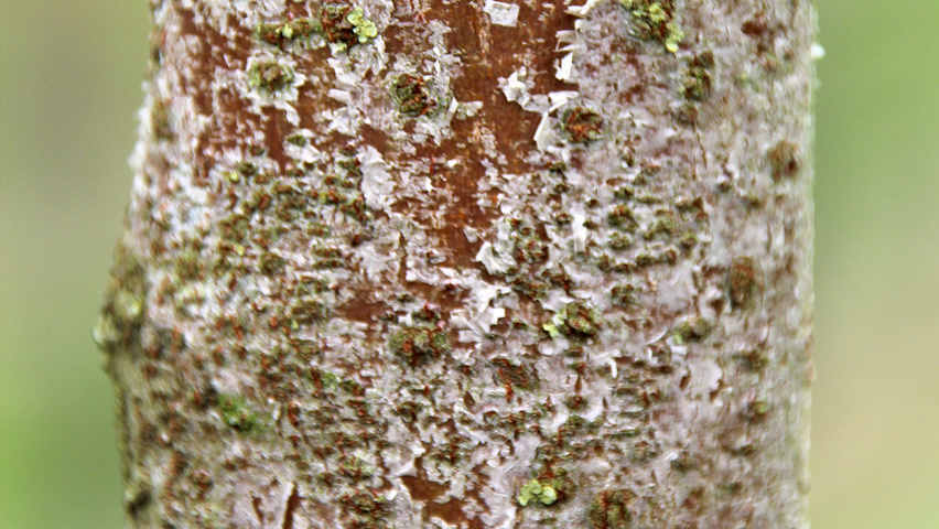 Sorbus domestica kora