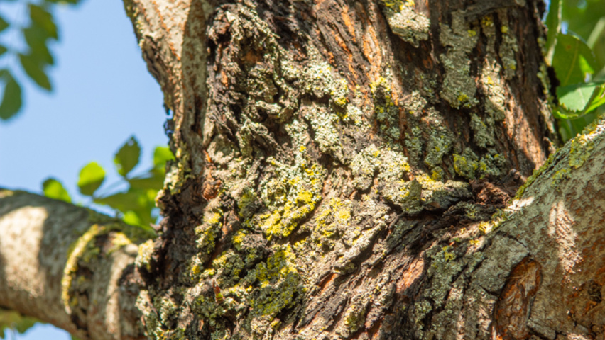 Sorbus domestica kora