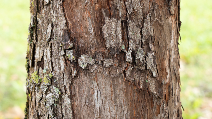 Sorbus domestica kora