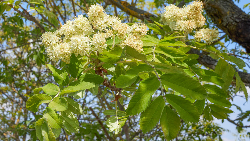 Sorbus domestica kwiaty
