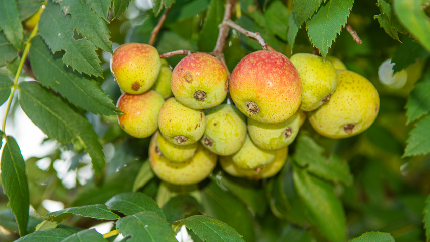 Sorbus domestica owoce