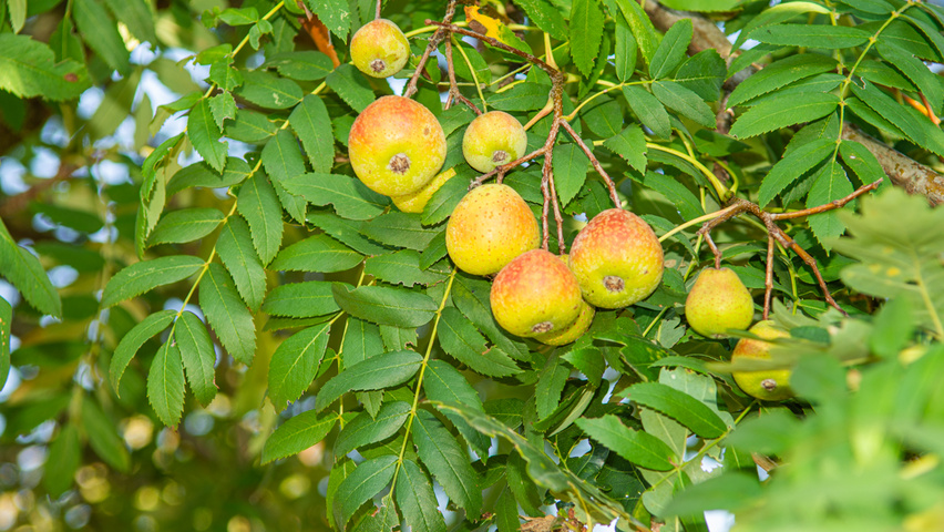 Sorbus domestica owoce