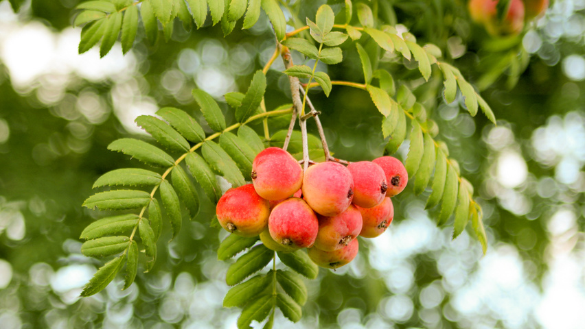 Sorbus domestica owoce