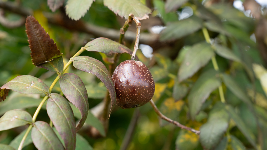 Sorbus domestica owoce