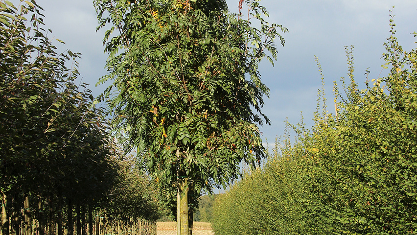 Sorbus domestica pienne