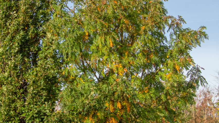Sorbus domestica pienne
