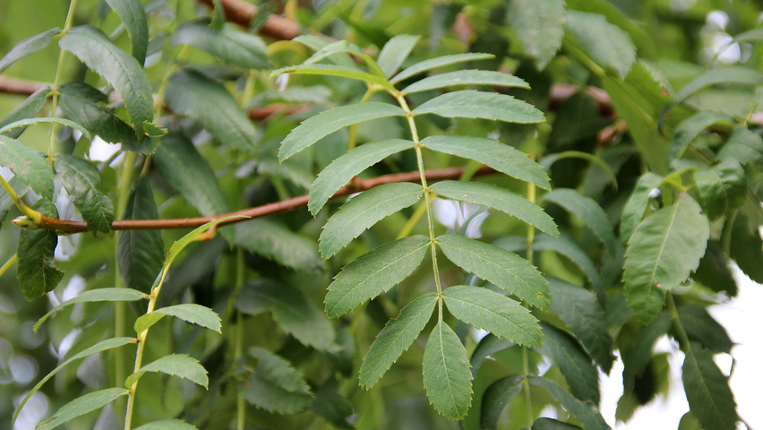 Sorbus domestica liście