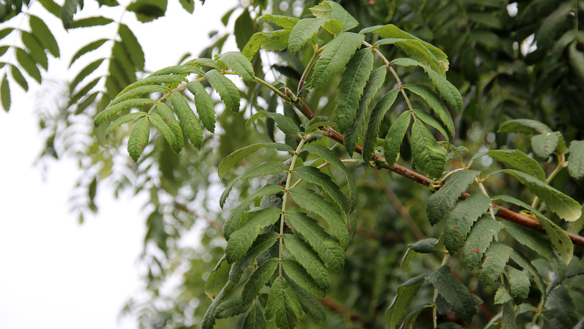 Sorbus domestica liście