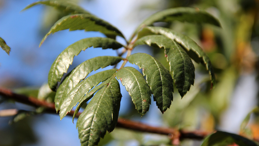 Sorbus domestica liście