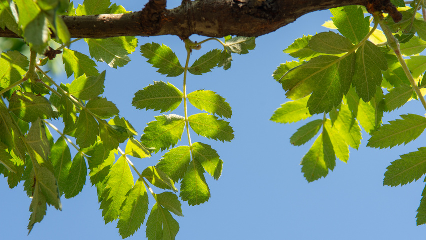 Sorbus domestica liście